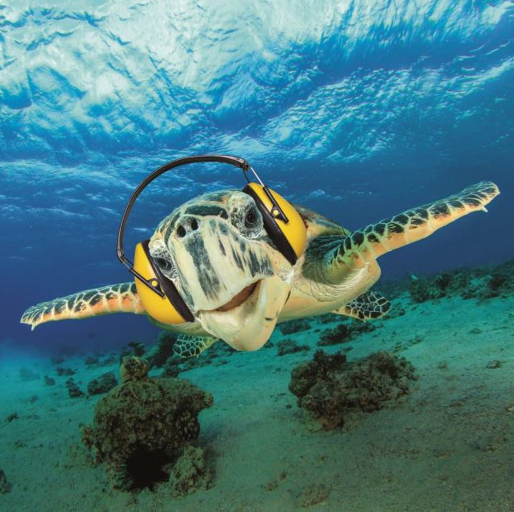 Sea turtle swimming underwater wearing headphones